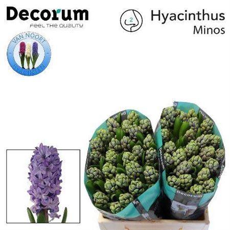 Hyacinthus orientalis 'Minos'
