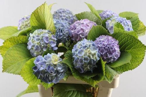 Hydrangea macrophylla 'Lolly Pop' (blauw)