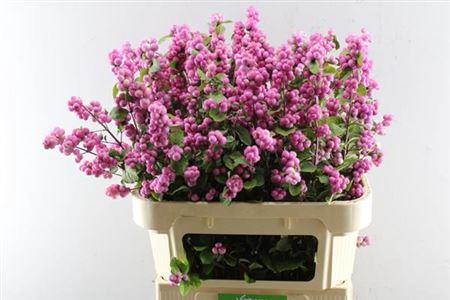 Symphoricarpos Magical Treasure