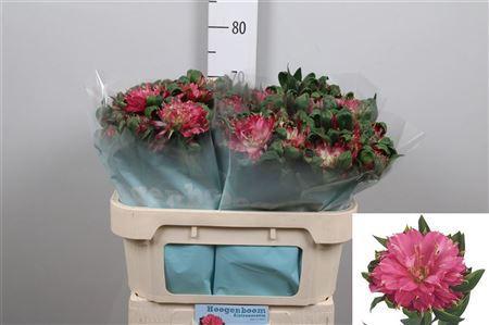 Alstroemeria Sofiena