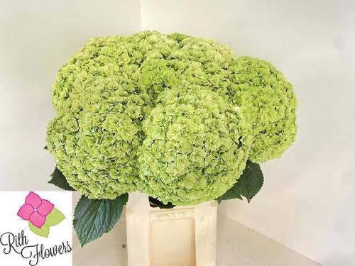Hydrangea macrophylla Royal Highness (classic)