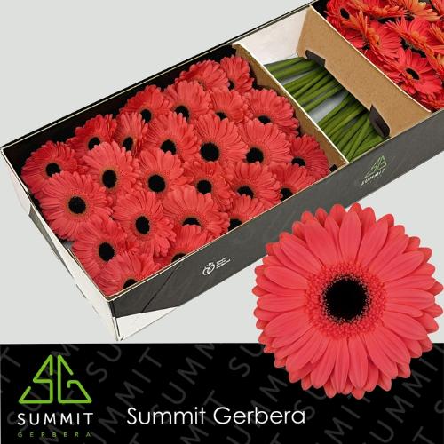 Gerbera grootbloemig Jamilla