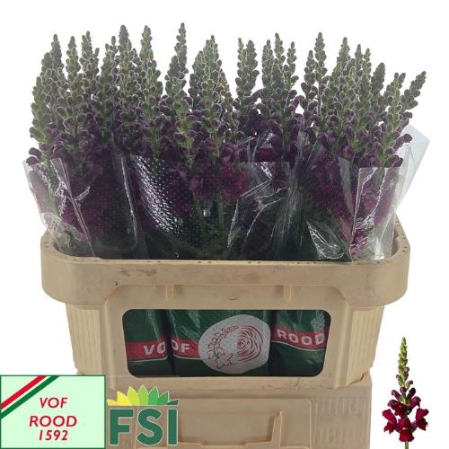 Antirrhinum majus 'Cool Crimson'