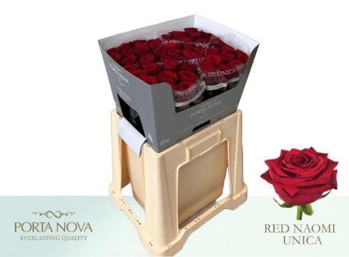 Rosa grootbloemig Red Naomi!