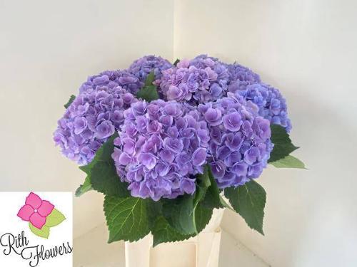 Hydrangea macrophylla Royal Majesty (blauw)