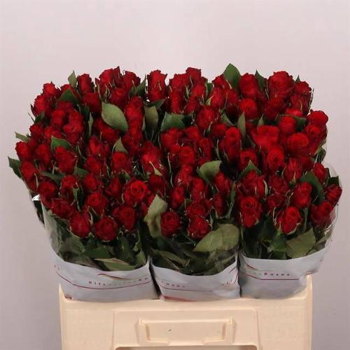 Rosa grootbloemig Red Torch