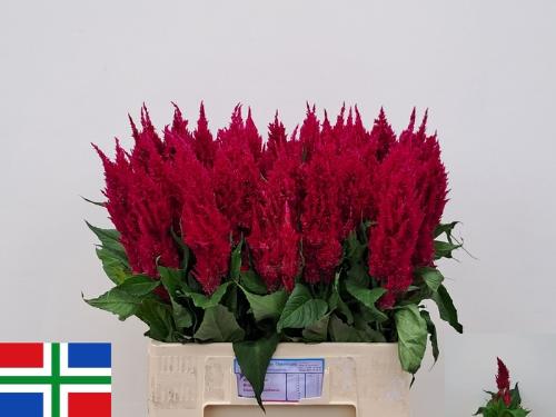 Celosia Plumosa Grp 'Century Purple Rose'