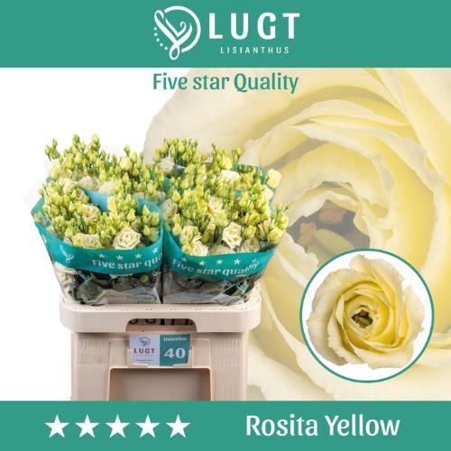 Eustoma russellianum gevuldbloemig 'Rosita Yellow'