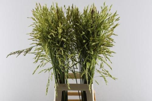 Panicum violaceum 'Umbrella'