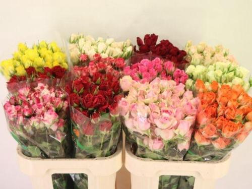 Rosa tros gemengd in fust