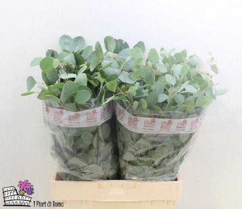 Eucalyptus per bos polyanthemos