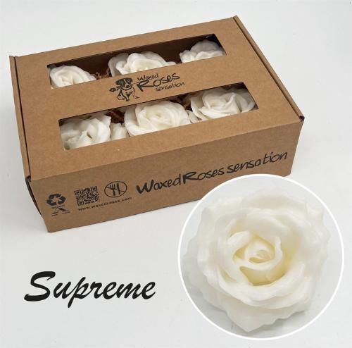 Rosa grootbloemig gewaxt H%