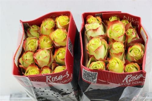 Rosa grootbloemig Zazu