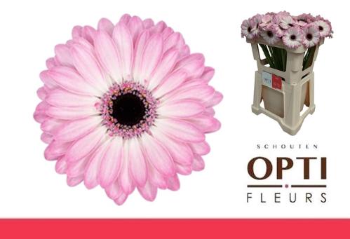 Gerbera mini 'Lollipop'