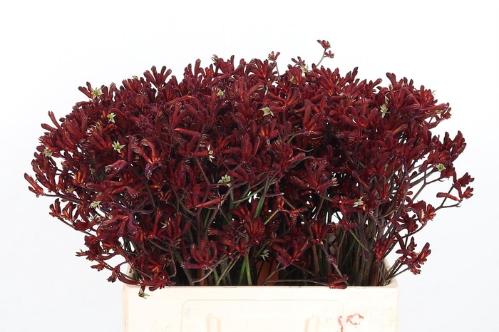Anigozanthos flavidus 'Bush Ruby'