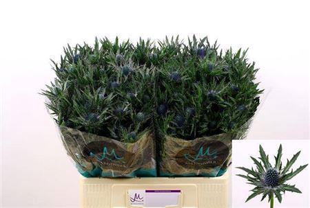 Eryngium Orion Questar