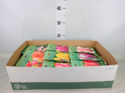 Tulipa (bol)
