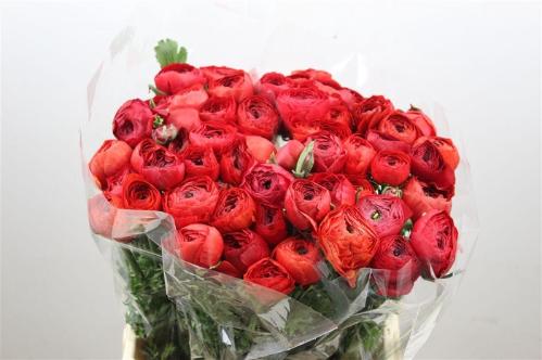 Ranunculus asiaticus Success Valentino