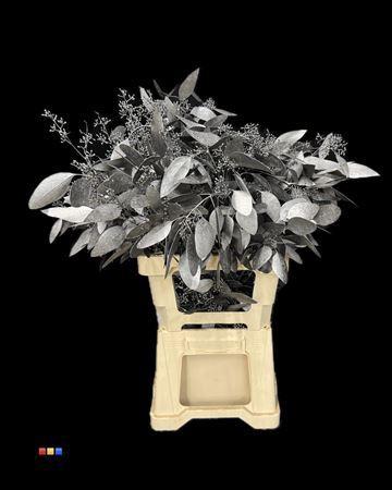 Eucalyptus cinerea kleurbehandeld per bos H%