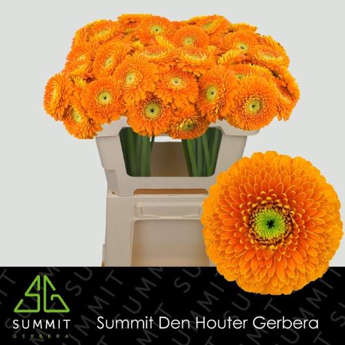 Gerbera mini bolvormig Bolero RajaRaja