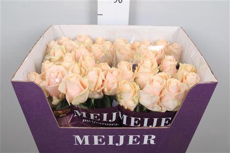 Rosa grootbloemig Pearl Avalanche+