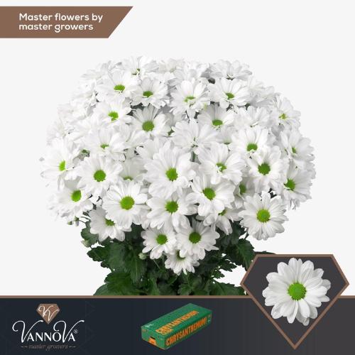 Chrysanthemum Indicum Grp tros Kennedy