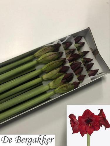 Hippeastrum (Galaxy Grp) 'Red Reality'