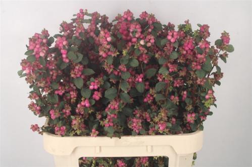 Symphoricarpos overig