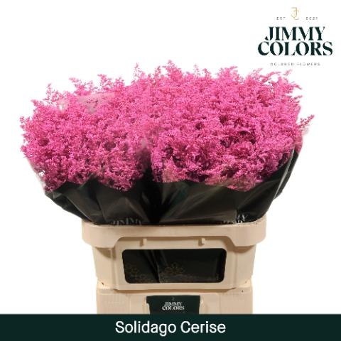 Solidago kleurbehandeld H%