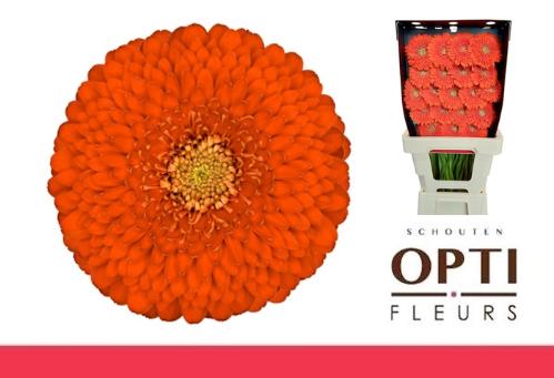 Gerbera mini bolvormig Pomponi Fozzy