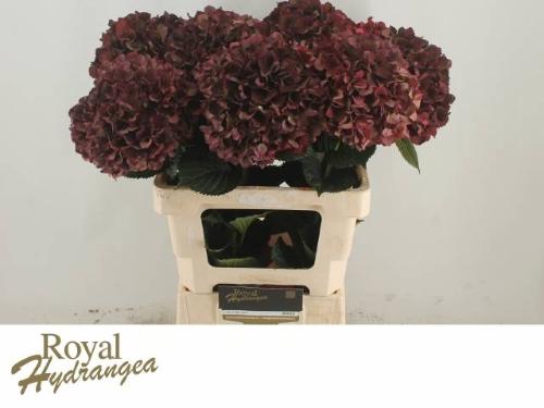 Hydrangea macrophylla Magical Rubyred (classic)