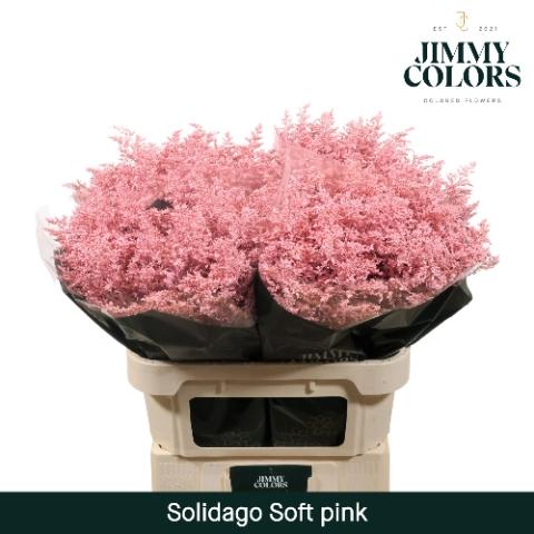 Solidago kleurbehandeld H%