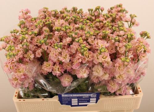 Matthiola incana Stox Champagne