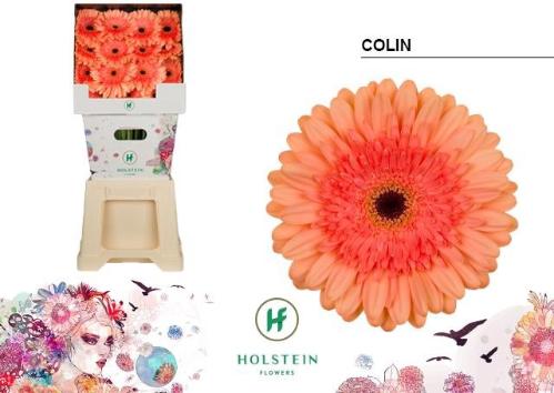 Gerbera grootbloemig Colin