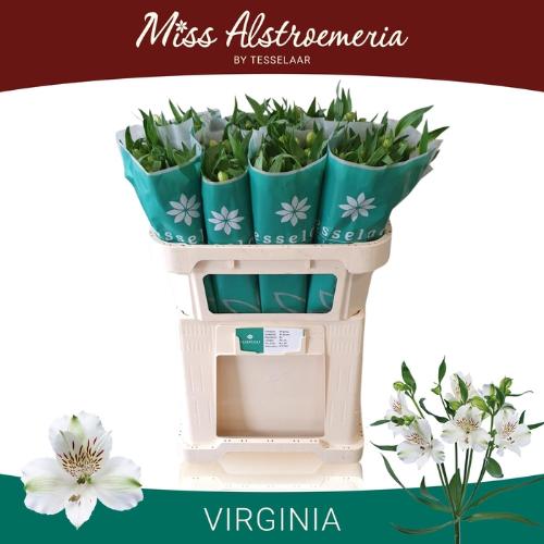 Alstroemeria 'Virginia'