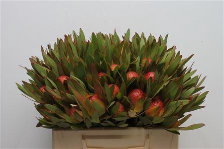 Leucadendron Ayoba Sky