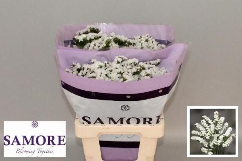 Limonium sinuatum Silvery Sun Birds