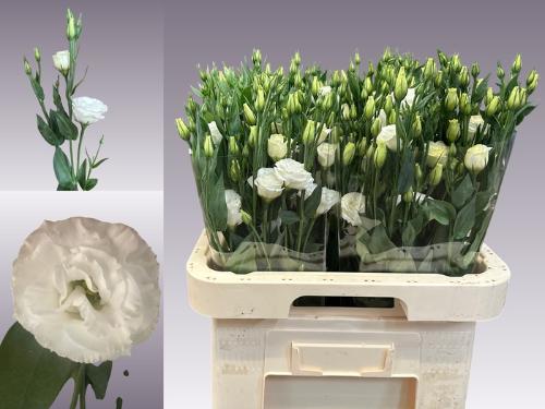 Eustoma russellianum gevuldbloemig 'Rosita White'