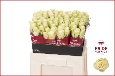 Rosa grootbloemig Athena