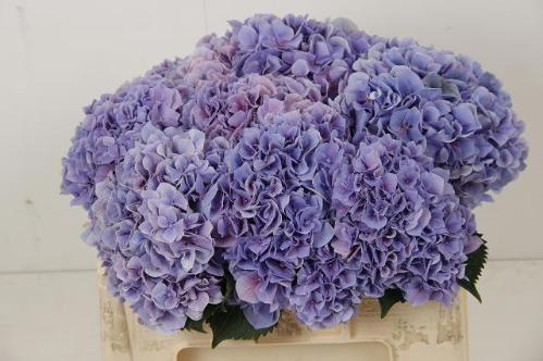 Hydrangea macrophylla Cassanova