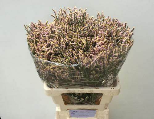 Limonium sinense Regina Diamond