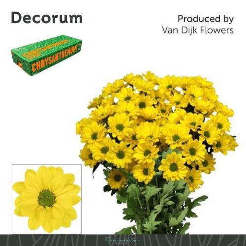 Chrysanthemum( Indicum Grp) tros Copa