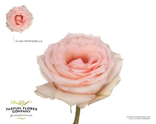Rosa grootbloemig overig