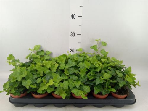 Hedera helix 'Wonder'