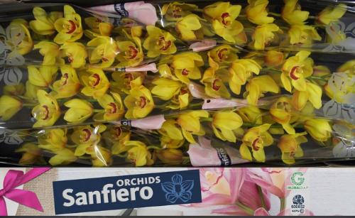 Cymbidium grootbloemig per tak Wallguard 'Rijsenhout'