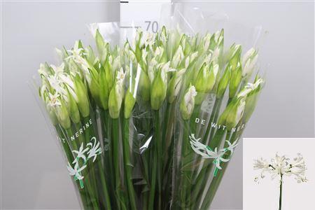 Nerine Bowdenii Grp 'Biancaneve'