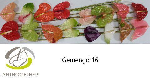 Anthurium Andreanum Grp gemengd