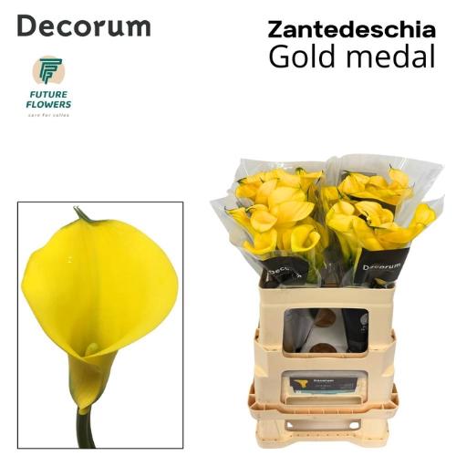 Zantedeschia 'Gold Medal'