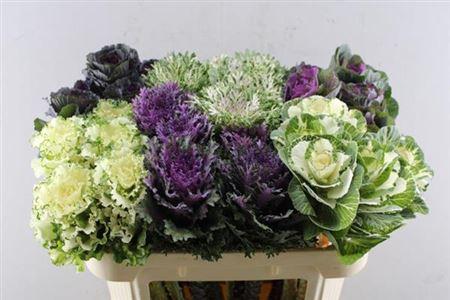 Brassica oleracea gemengd