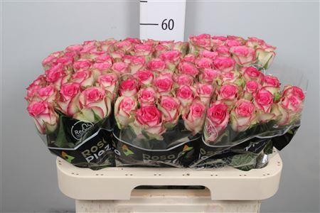 Rosa grootbloemig Kreative Bicolor 004